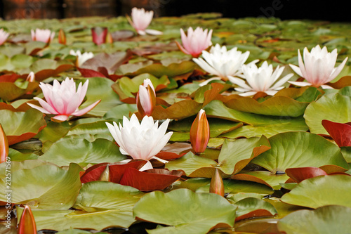Beautiful flowering water lilies in a pond