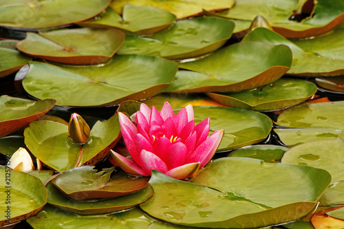 Beautiful flowering water lilies in a pond