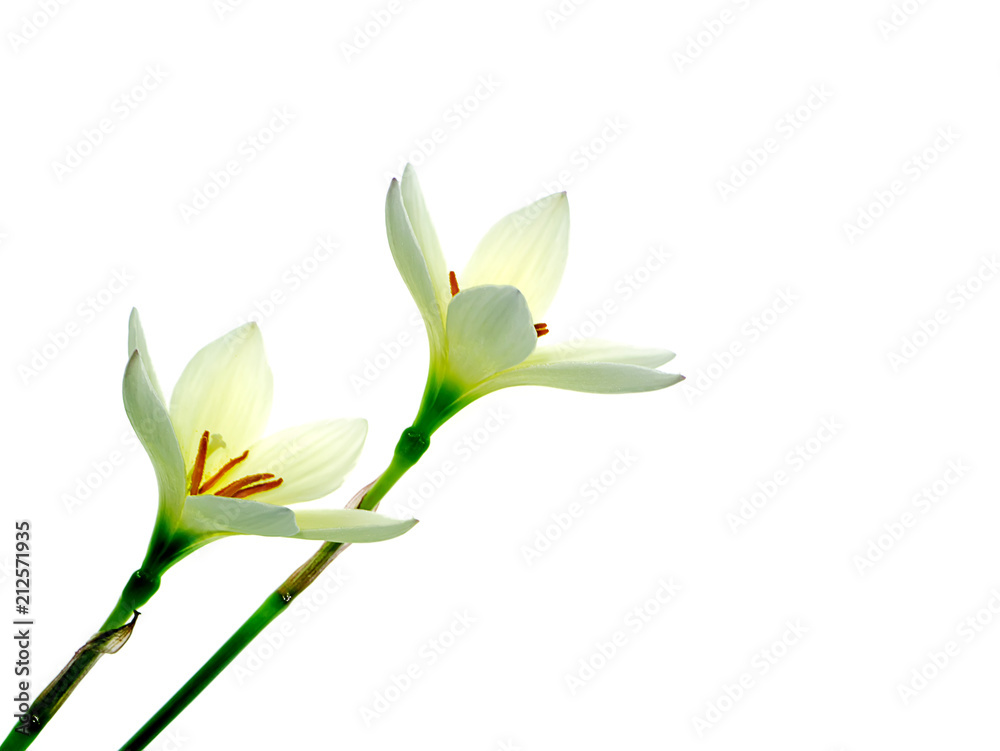 Beautiful rain lily flower Beautiful rain lily flower