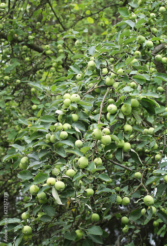 a lot of green apples on the branches of apple tree