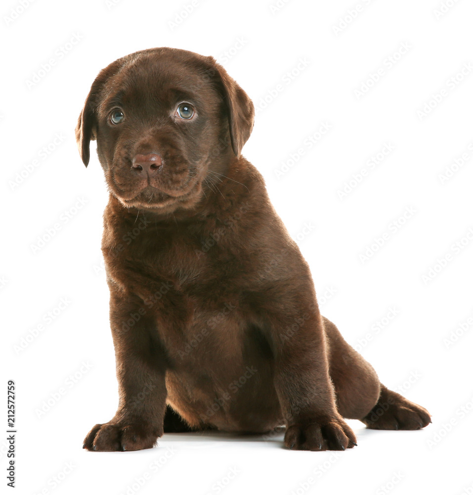 Chocolate Labrador Retriever puppy on white background