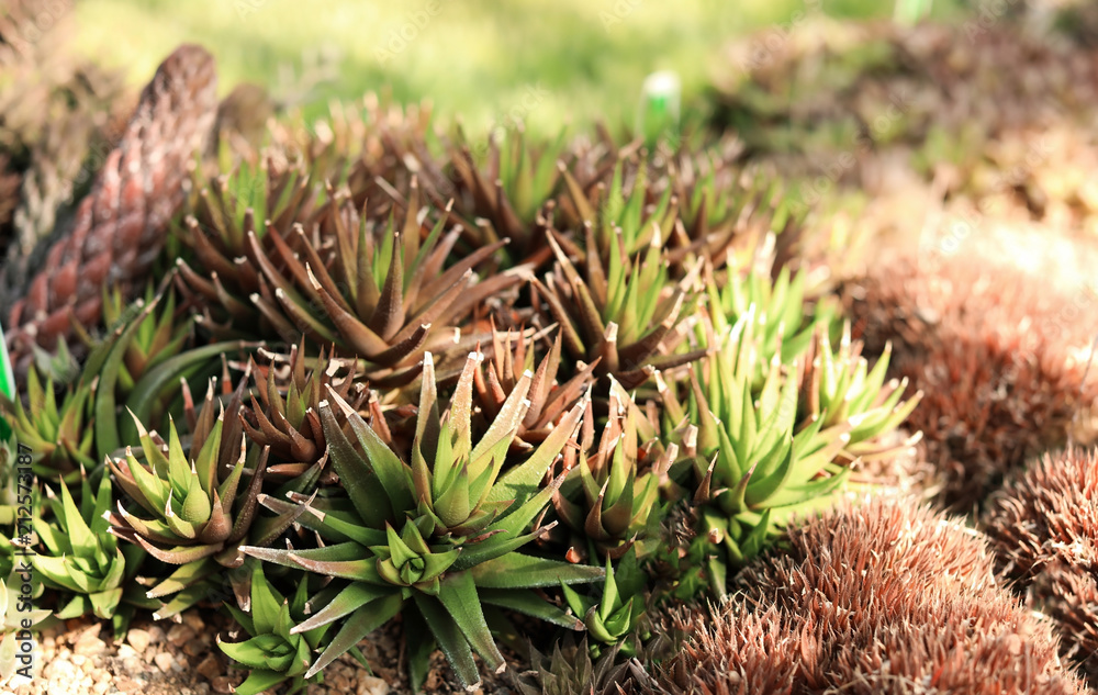 Beautiful exotic plant outdoors on sunny day Beautiful exotic plant outdoors on sunny day
