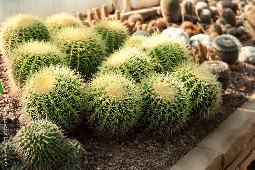 Beautiful exotic cacti on succulent planter in greenhouse Beautiful exotic cacti on succulent planter in greenhouse