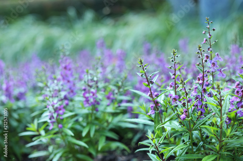 Beautiful blooming flowers in garden. Springtime blossom