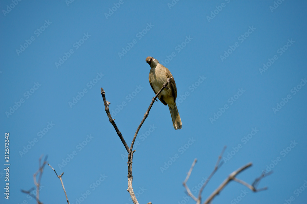 Streak-eared Bulbul eating spider with blue sky background Streak-eared Bulbul eating spider with blue sky background