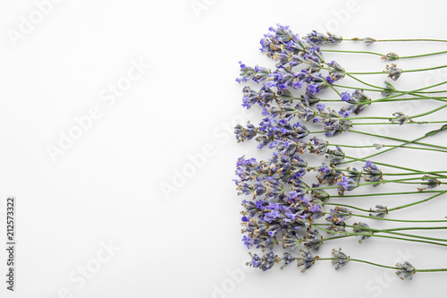 Beautiful blooming lavender flowers on white background