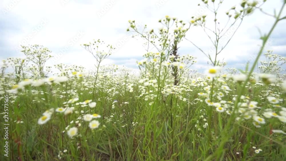 Crane shot from top view to flowers close up and fly through Chamomile flowers. Crane shot from top view to flowers close up and fly through Chamomile flowers.