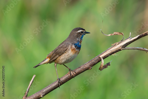 Male Bluethroats from Alaska,  Bluethroat is one of the handful of birds that breed in North America and winter in Asia. © joesayhello