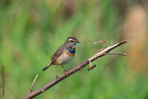 Male Bluethroats from Alaska, Bluethroat is one of the handful of birds that breed in North America and winter in Asia.