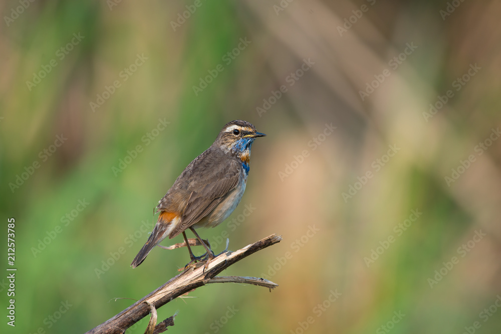 Male Bluethroats from Alaska, Bluethroat is one of the handful of birds that breed in North America and winter in Asia. Male Bluethroats from Alaska, Bluethroat is one of the handful of birds that breed in North America and winter in Asia.