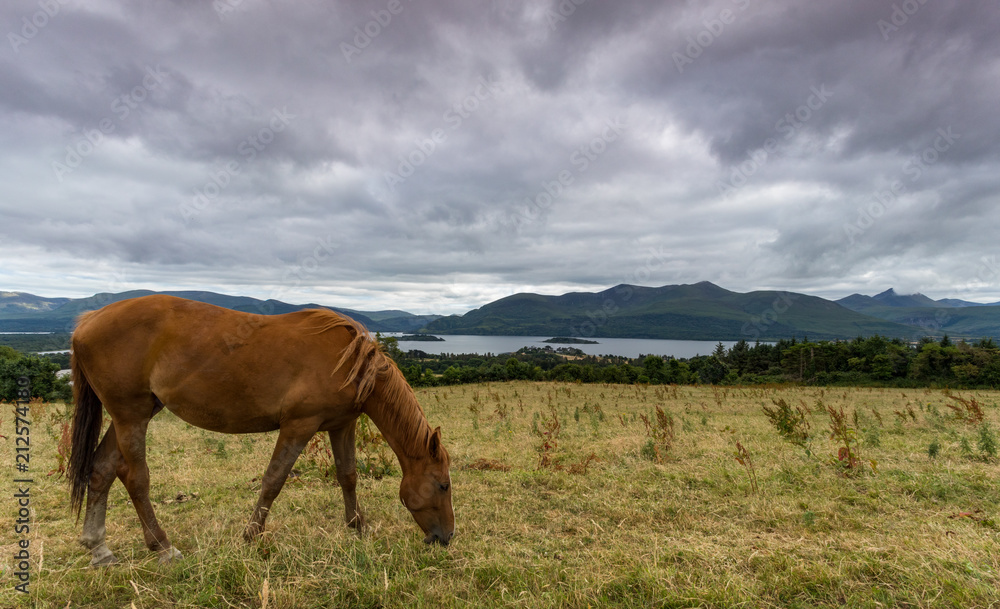 Horse grazing in field overlooking the lakes and mountains of Killarney national park