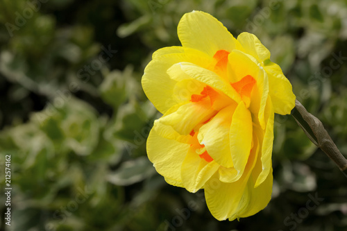 Fototapeta Naklejka Na Ścianę i Meble -  Side view of a narcissus in close up against a dark background