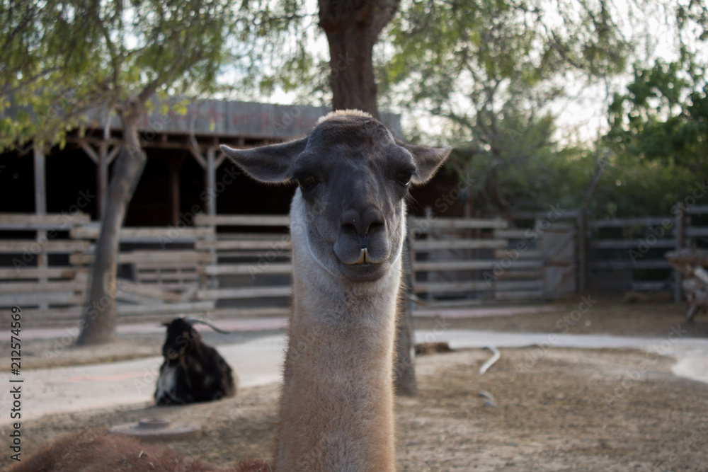 Obraz premium Hi there!!!