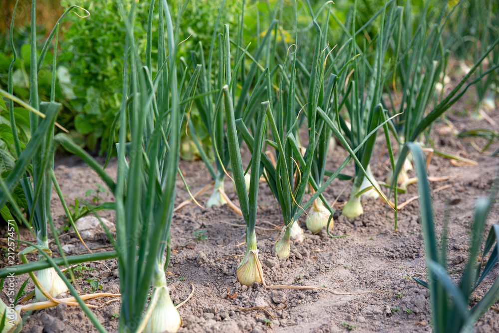 Fototapeta premium Onion plantation in the garden. 