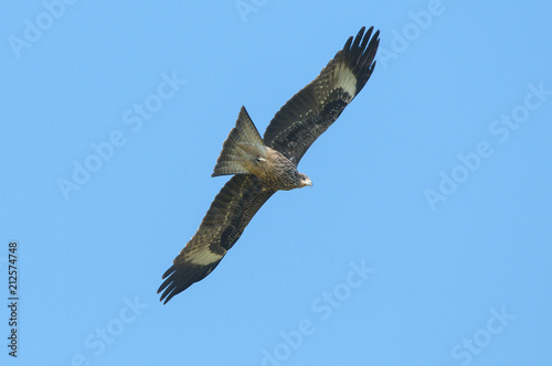  Black kite or Pariah kite flying on blue sky