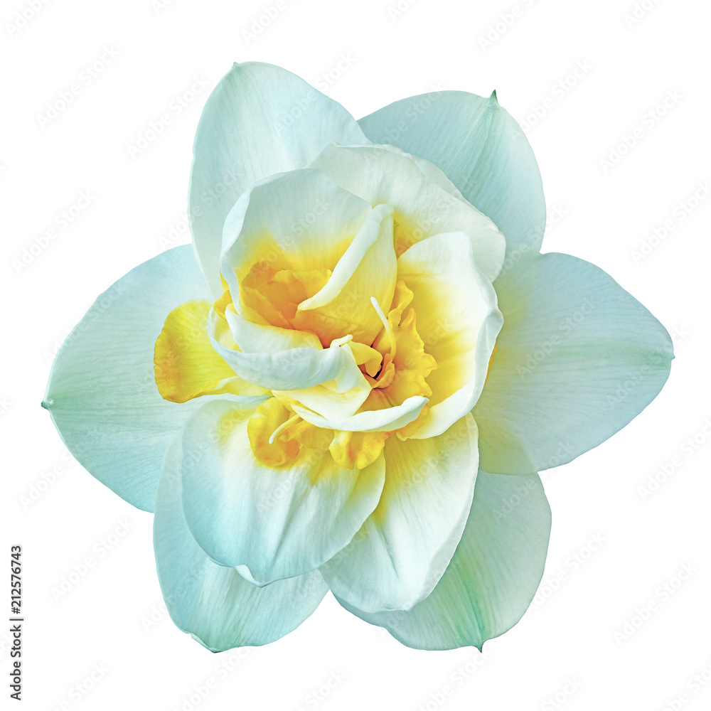 flower white yellow narcissus, isolated on a white background. Close-up. Element of design. flower white yellow narcissus, isolated on a white background. Close-up. Element of design.