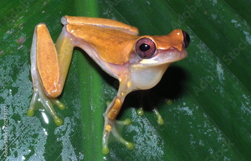 Yellow Treefrog, Dendropsophus microcephalus, Small headed Treefrog, Yellow Cricket Treefrog, Ranita Misera in Puerto Viejo, Costa Rica photo