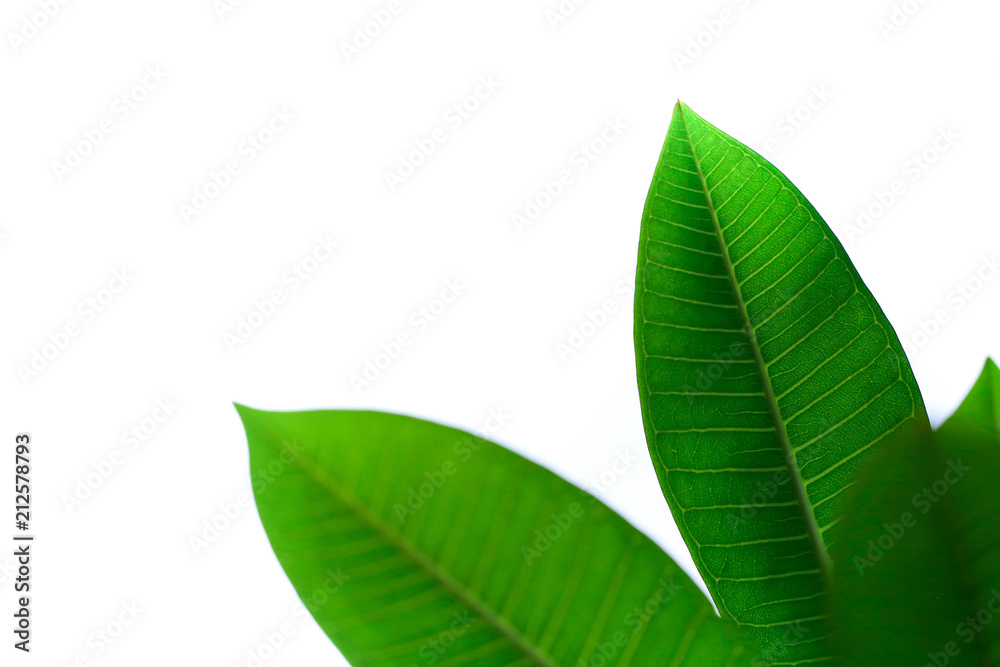 Fototapeta premium Green leaves isolated on white background without shadow. Spring. Summer,Green Leaves border