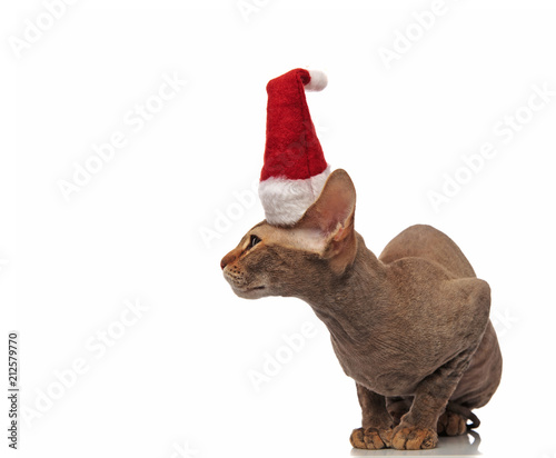 santa metis cat sits and looks to side
