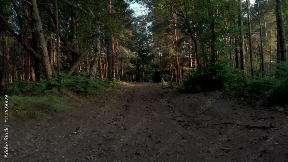 Drone flight through uk woodland at sunset St Catherines Hill Dorset Drone flight through uk woodland at sunset St Catherines Hill Dorset