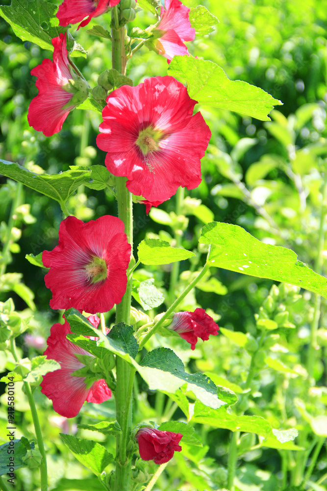 Mallow blossoming in garden. Beautiful red flowers Mallow blossoming in garden. Beautiful red flowers