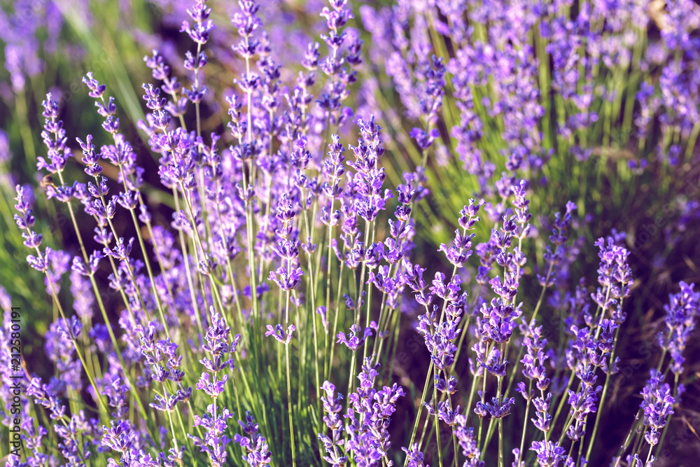 Lavender Field in the summer Lavender Field in the summer