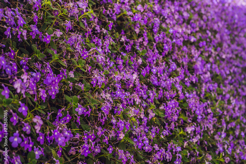 Purple flowers texture closeup. Purple flowers and leaves background