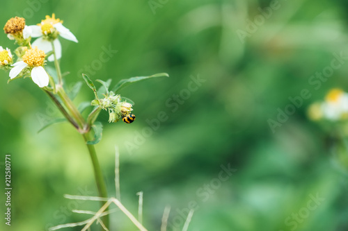 A little ladybug on daisy flowers