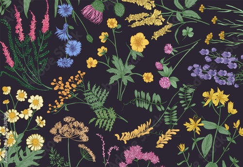 Botanical horizontal backdrop with blooming wild flowers, summer meadow flowering herbs and gorgeous herbaceous plants on black background. Natural realistic floral hand drawn vector illustration. photo