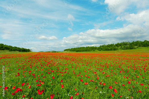 red poppy flowers in a field background