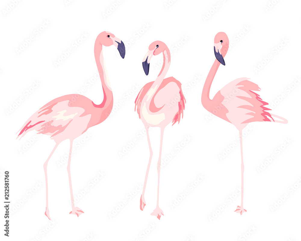 Naklejka premium Flamingi. Ilustracja na białym tle wektor