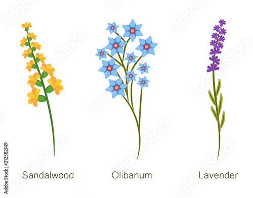 Sandalwood and Olibanum Set Vector Illustration