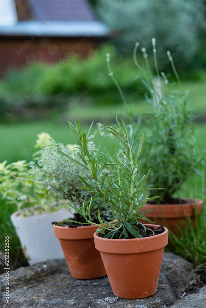 herbs in pots