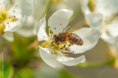 Bee on a flower of the white blossoms. A Honey Bee collecting pollen