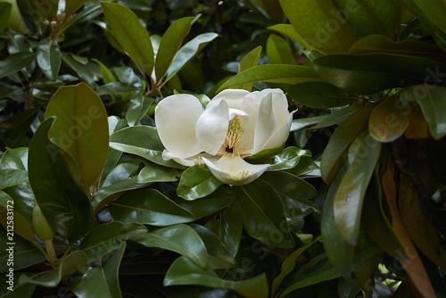 Magnolia grandiflora