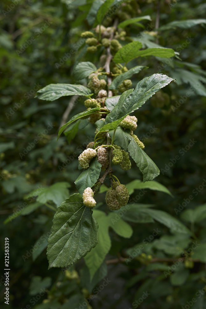 Morus alba Morus alba