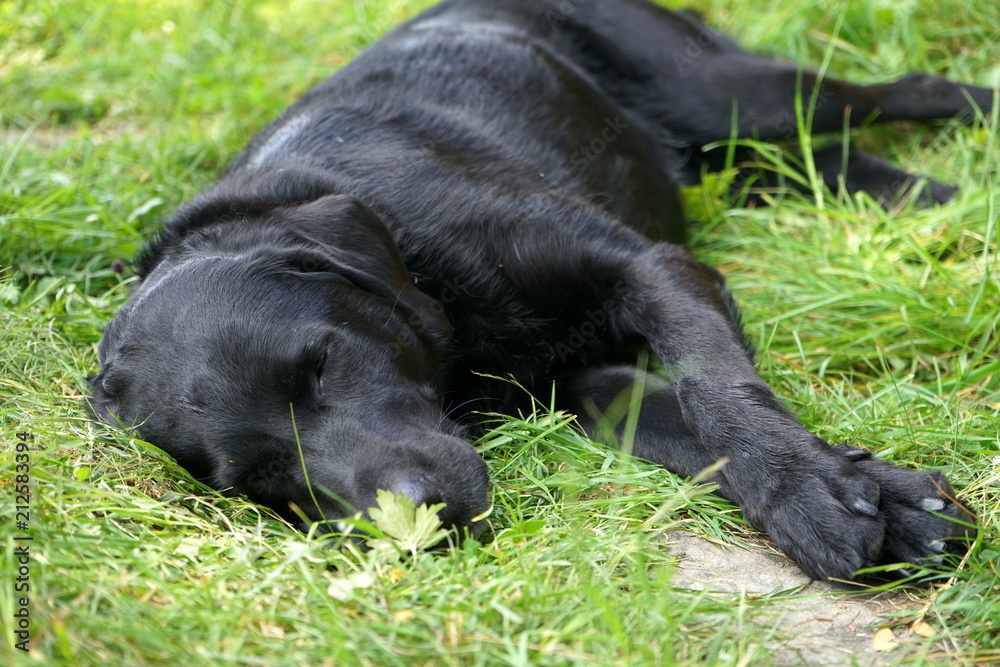 Schwarzer Labrador Retriever Schwarzer Labrador Retriever
