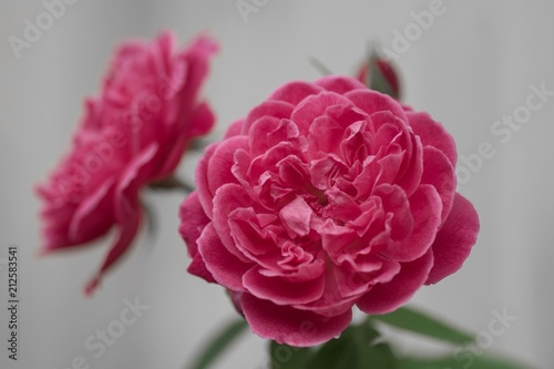 Pink rose and blur background 