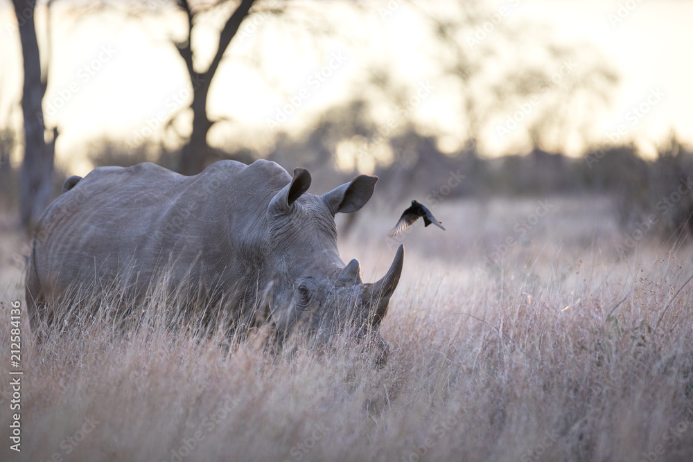 Fototapeta premium Portrait of wild free roaming african white rhino