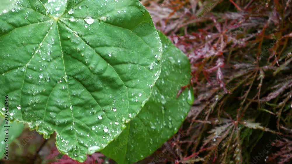 Water dripping onto a green leaf during a rain storm. Water dripping onto a green leaf during a rain storm.