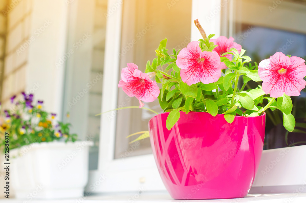 A pot of pink petunias stands on the window, beautiful spring and summer flowers for home, garden, balcony or lawn, natural wallpaper, space for text
