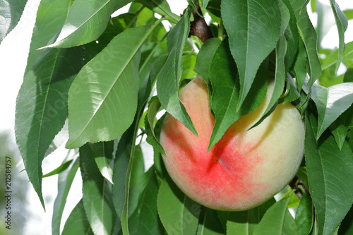 White peach in Okayama, Japan