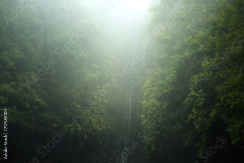 Jungel mit Wasserfall und Pflanzen im Nebel und Sonnenlicht