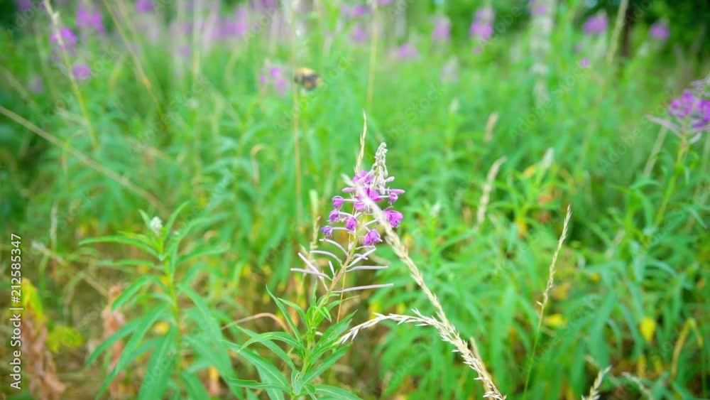 A Bumblebee looking for nectar in slow motion A Bumblebee looking for nectar in slow motion