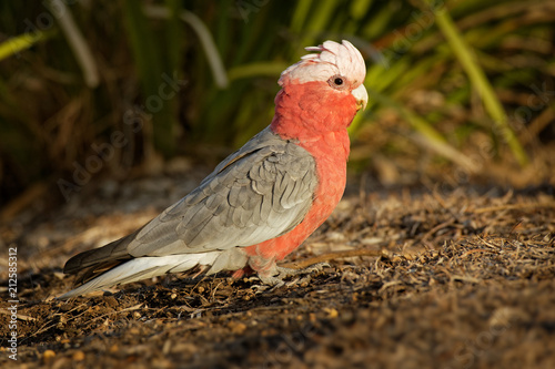 Galah - Eolophus roseicapilla - known as the rose-breasted cockatoo, galah cockatoo, pink and grey cockatoo or roseate cockatoo