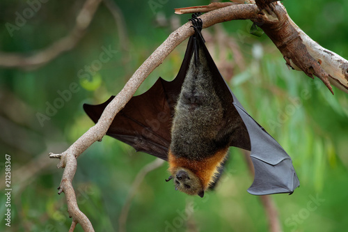 Pteropus poliocephalus - Gray-headed Flying Fox in the evening, fly away from day site, hang down on the branch