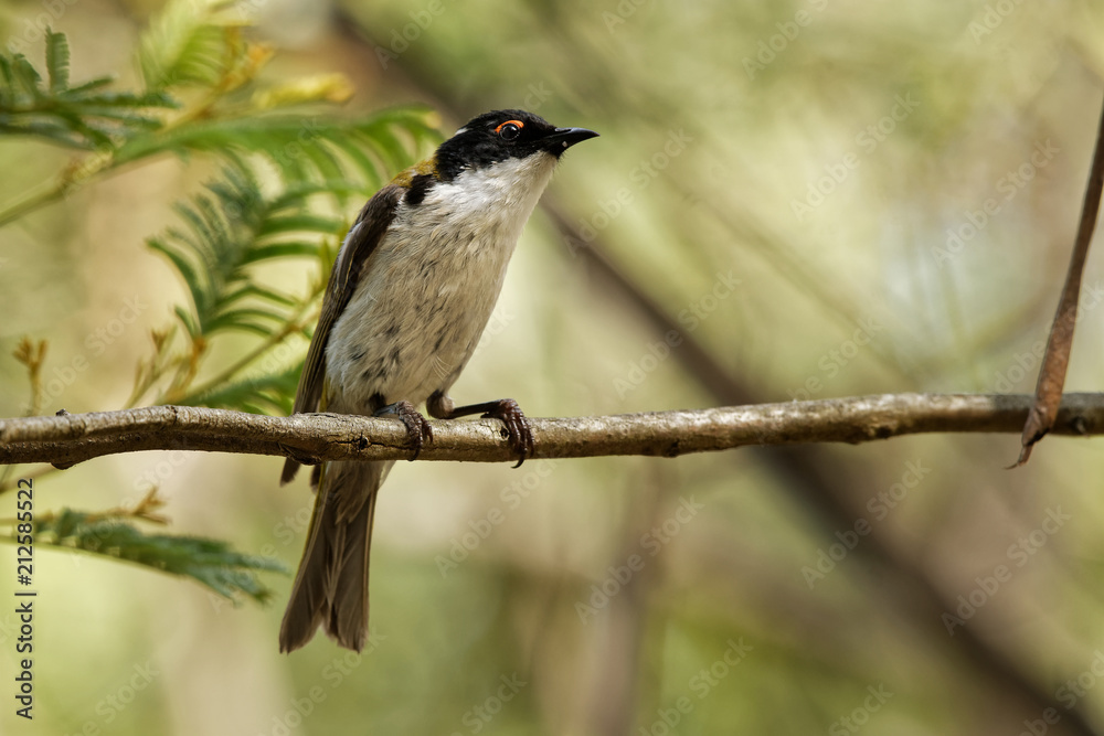 White-naped Honeyeater - Melithreptus lunatus - one of australian honeyeaters in the forest. Australia White-naped Honeyeater - Melithreptus lunatus - one of australian honeyeaters in the forest. Australia