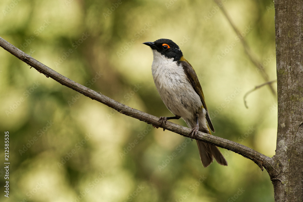 White-naped Honeyeater - Melithreptus lunatus - one of australian honeyeaters in the forest. Australia White-naped Honeyeater - Melithreptus lunatus - one of australian honeyeaters in the forest. Australia