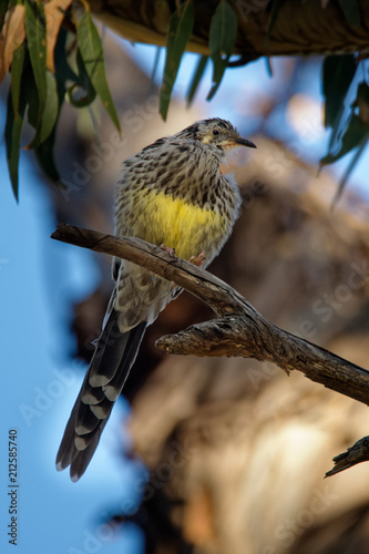 Yellow Wattlebird - Anthochaera paradoxa  the largest of the honeyeaters, endemic to Tasmania, Australia photo