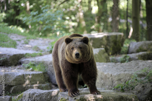 Braunbär (Ursus arctos) auf Nahrungssuche © Aggi Schmid